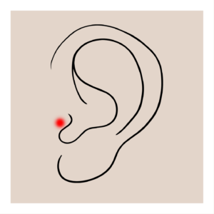 Tragus